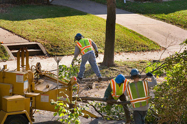 Reliable Lavaca, AR Tree Removal and Landscaping Services Solutions